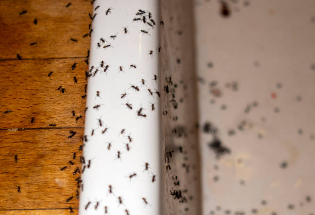 Best Wasp Removal Services  in Abaster, AL